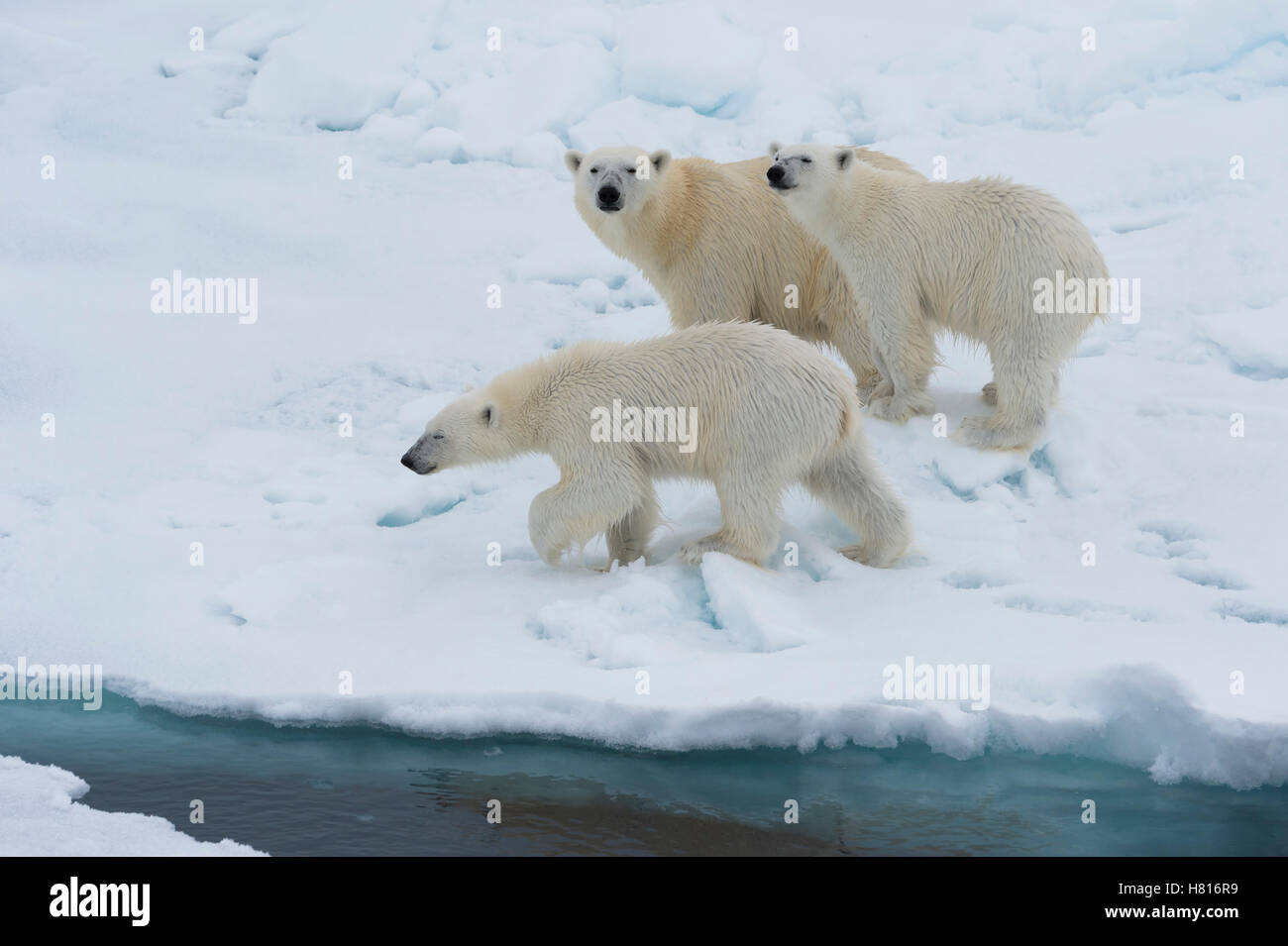 Mother polar bear (Ursus maritimus) walking with two cubs on a melting ice floe, Spitsbergen Island, Svalbard archipelago Stock Photo