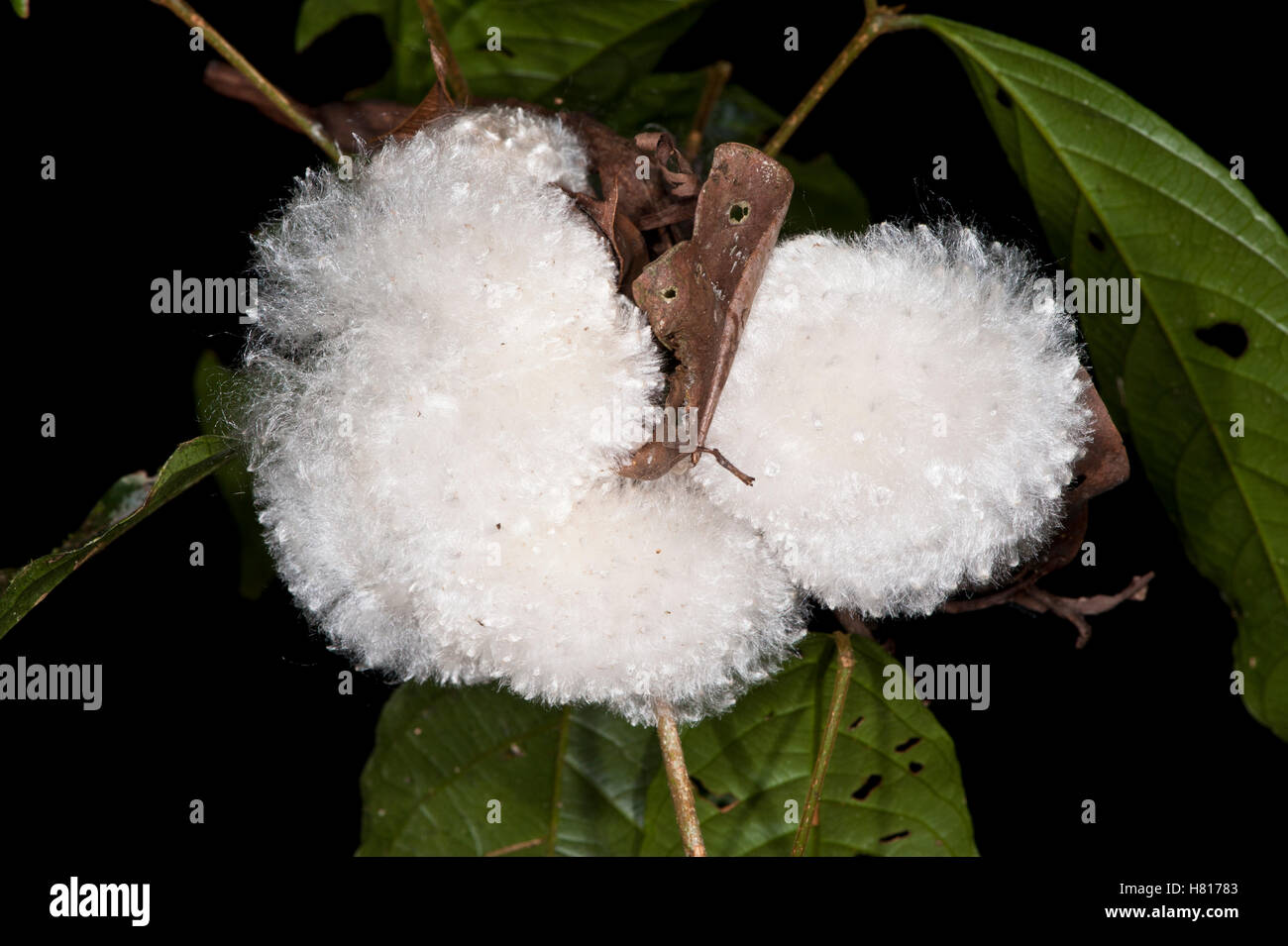 Silk Cotton Tree (Ceiba pentandra) seed, Yasuni National Park, Amazon