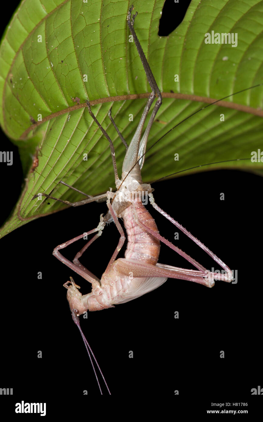 Katydid (Tettigoniidae) molting, Yasuni National Park, Amazon, Ecuador ...