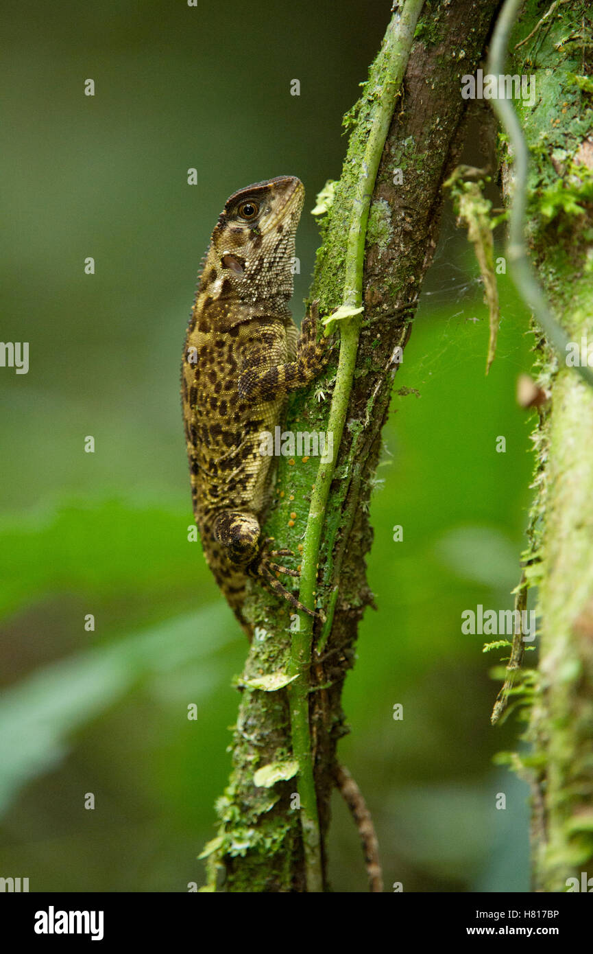 Duellman's Dwarf Iguana (Enyalioides cofanorum) on liana, Yasuni