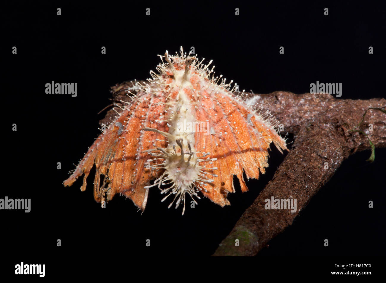 Sac Fungus (Cordyceps sp) parasitizing moth, Yasuni National Park ...