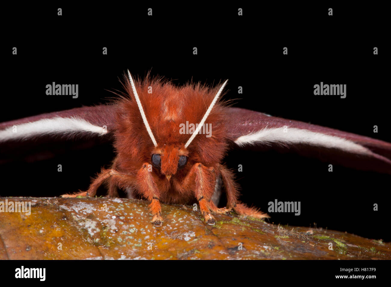 Saturniid Moth (Saturniidae), Yasuni National Park, Amazon, Ecuador ...