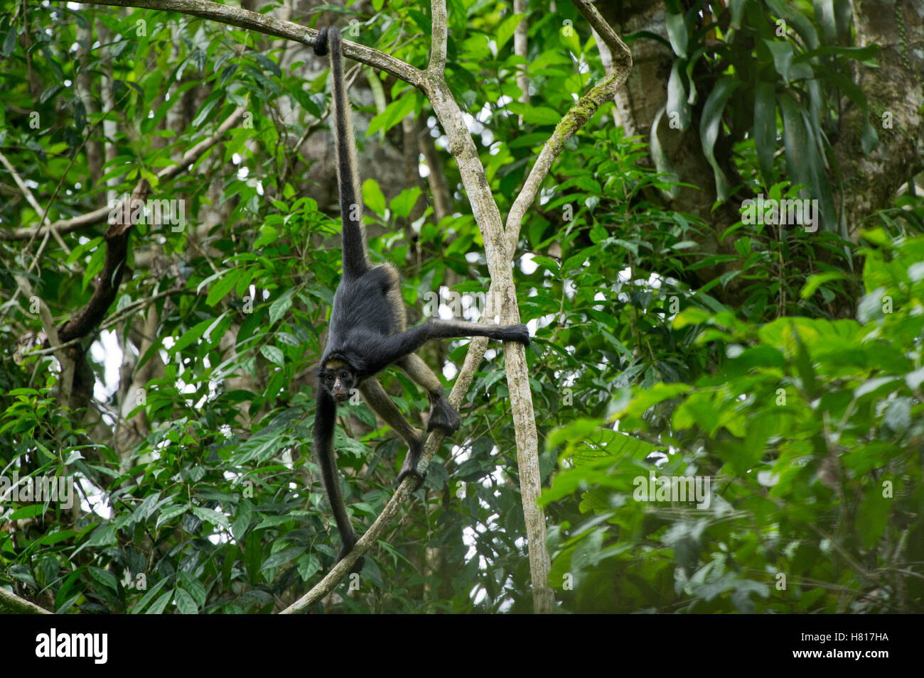 White-bellied Spider Monkey (Ateles belzebuth) climbing down tree