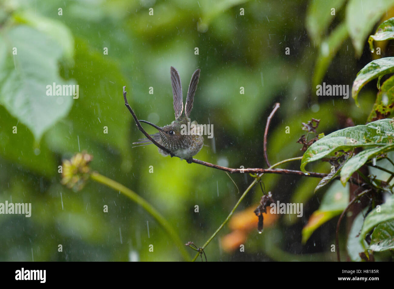 Many-spotted Hummingbird (Taphrospilus hypostictus) bathing in rain, eastern Andes, Ecuador Stock Photo