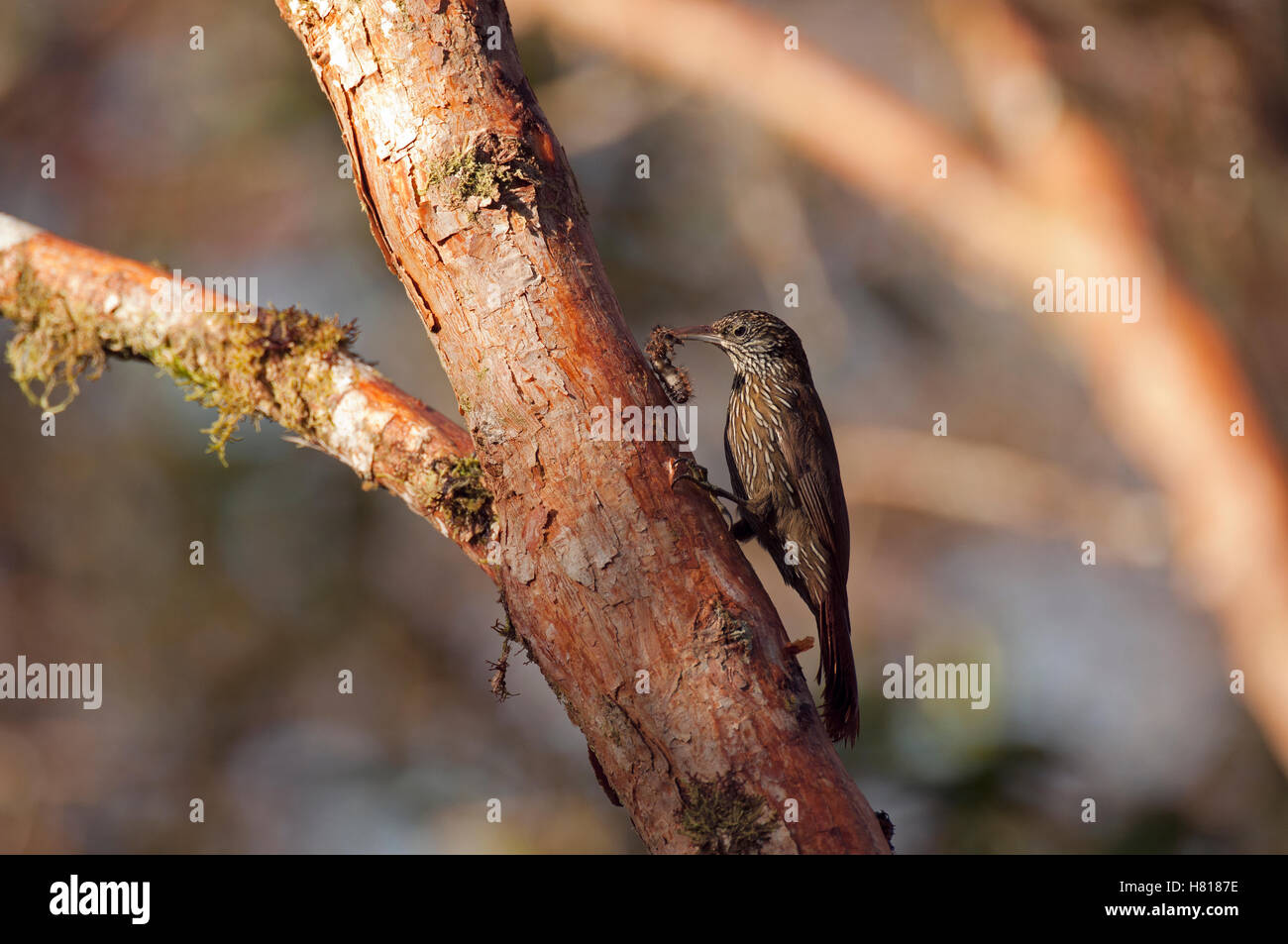 Montane Woodcreeper (Lepidocolaptes lacrymiger) with prey, Andes