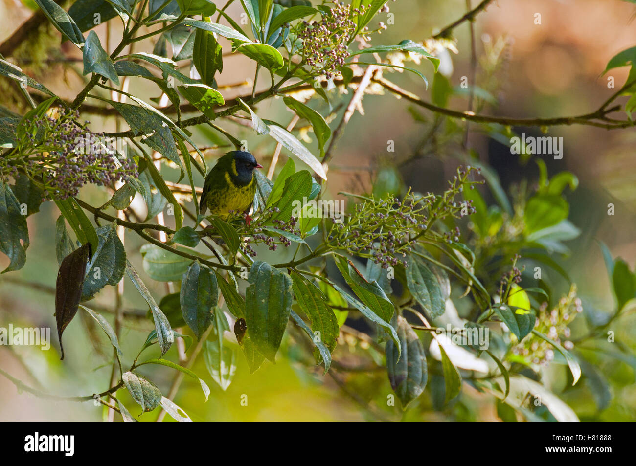 Greenandblack Fruiteater (Pipreola riefferii) male, Andes, Ecuador