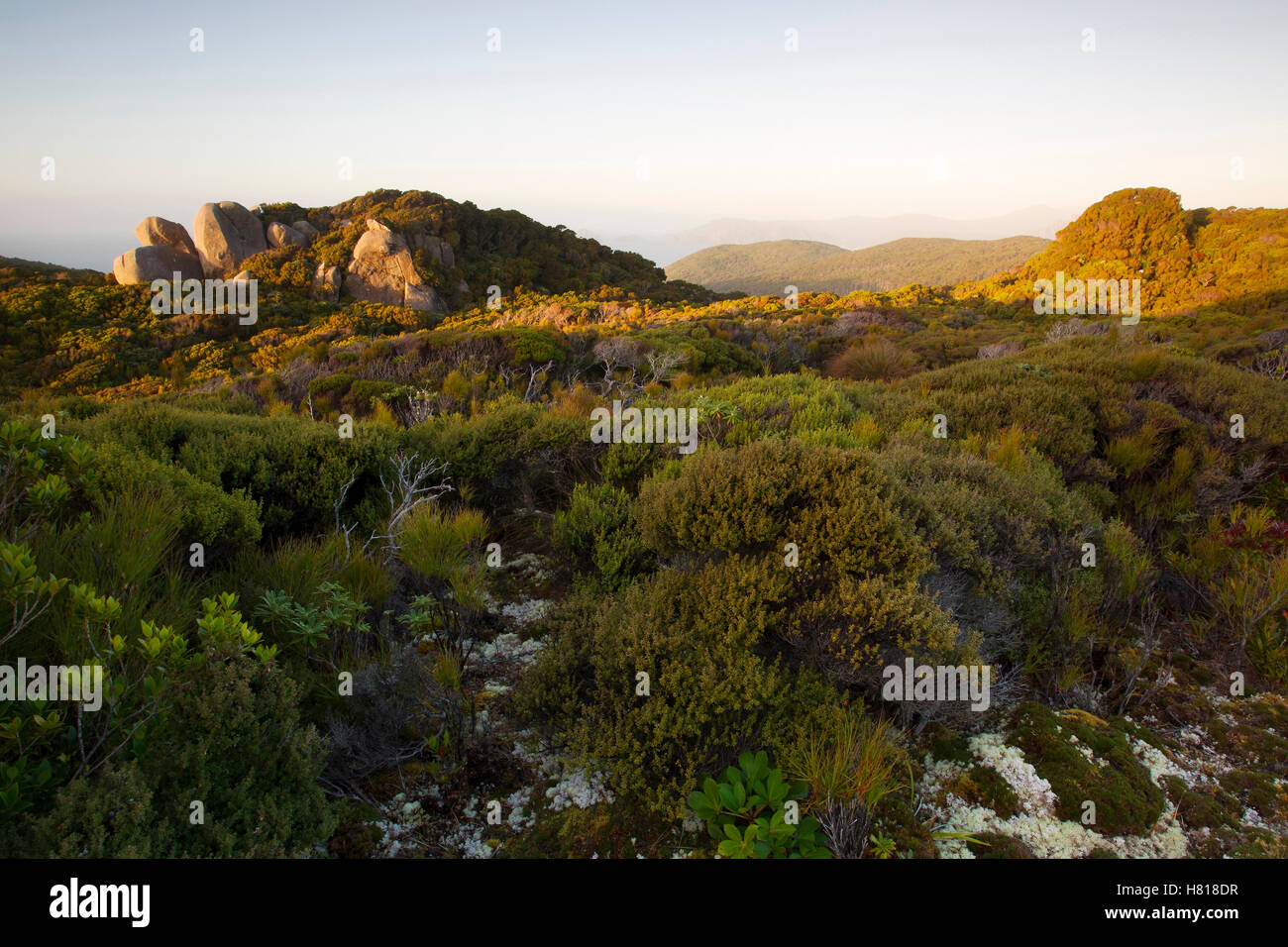 Shrubland habitat, Codfish Island, New Zealand Stock Photo Alamy