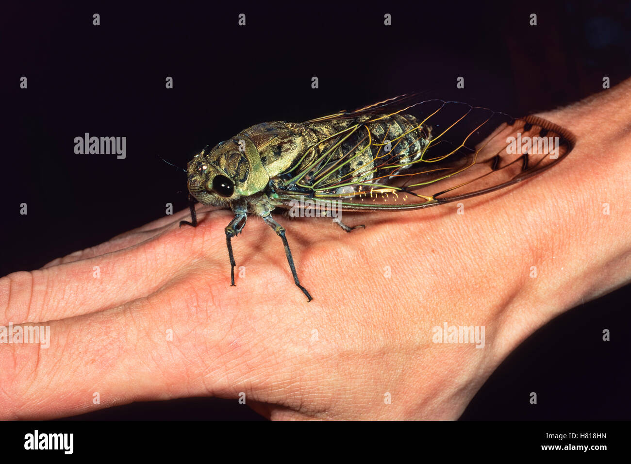 Cicada (Cicadidae) on hand, Danum Valley, Sabah, Borneo, Malaysia Stock ...