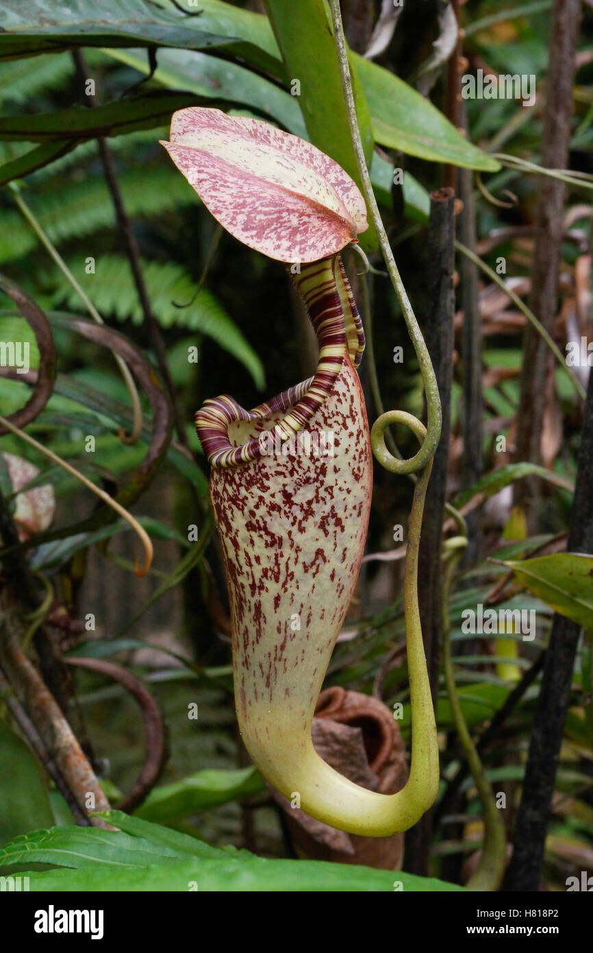 Pitcher Plant (Nepenthes sp) pitcher, Malaysia Stock Photo - Alamy