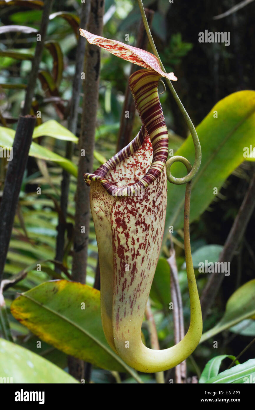 Pitcher Plant (Nepenthes sp) pitcher, Malaysia Stock Photo - Alamy