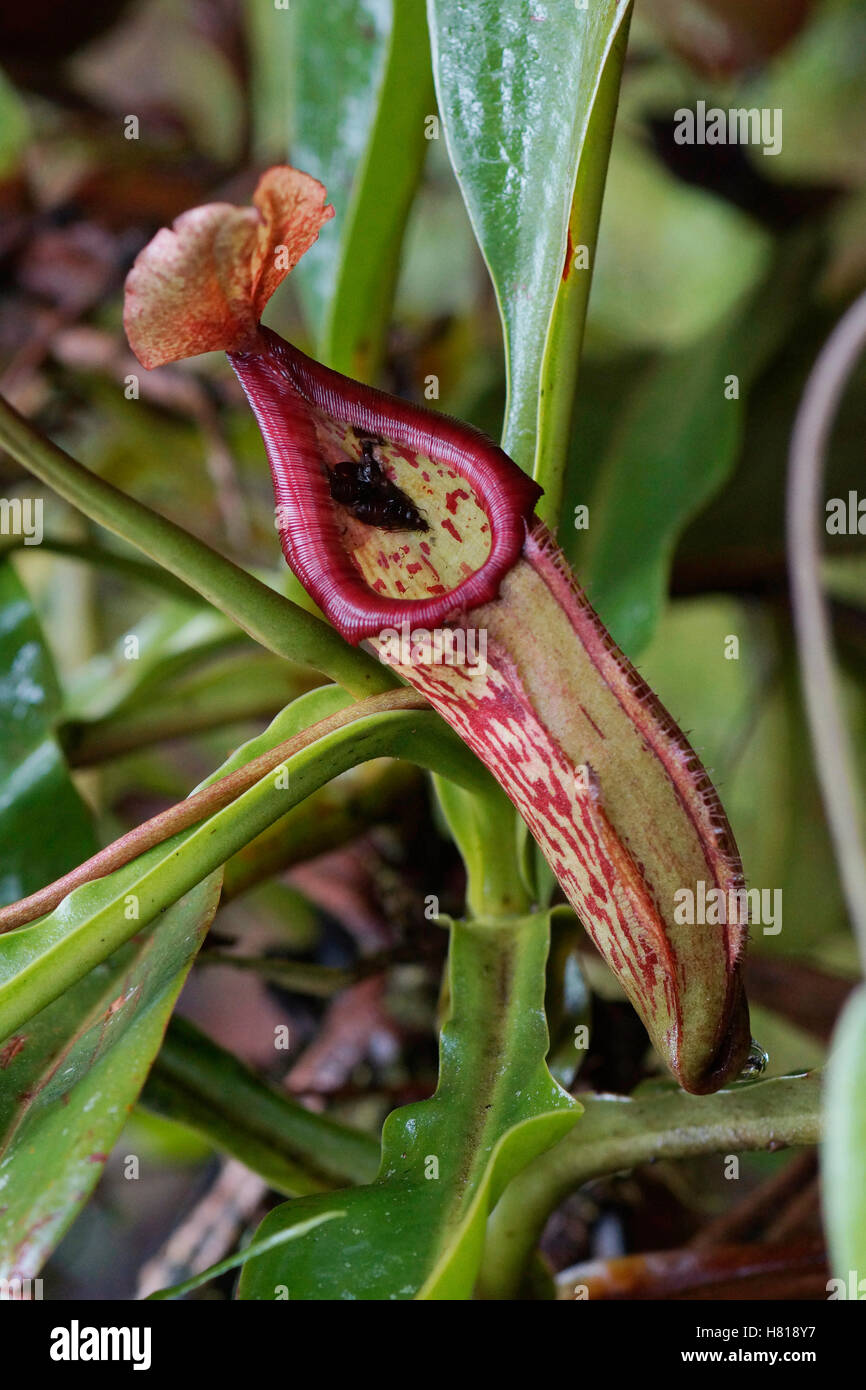 Pitcher Plant (Nepenthes sp) in cloud forest, Costa Rica Stock Photo ...