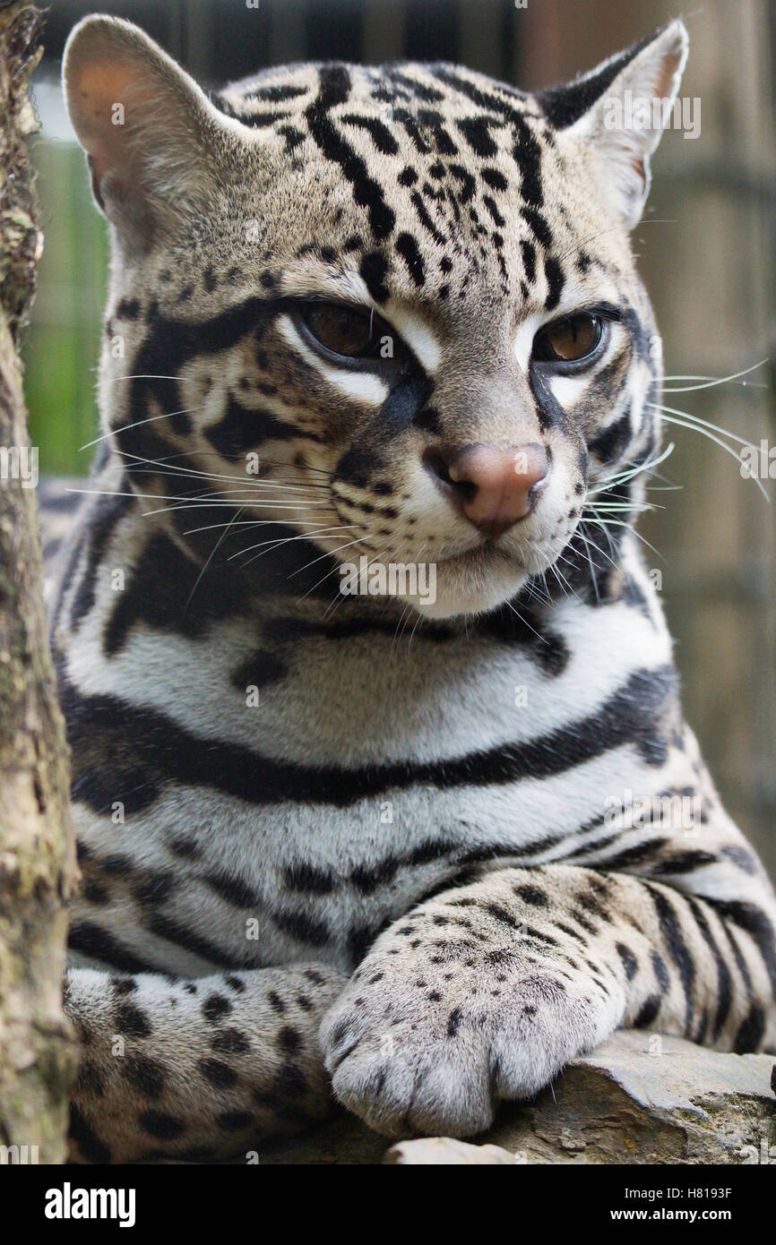 Ocelot (Leopardus pardalis), Costa Rica Stock Photo - Alamy