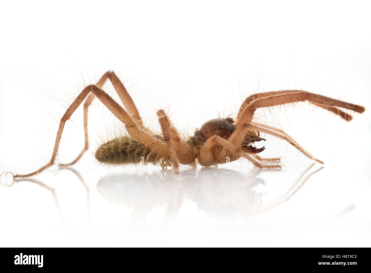 Sun Spider (Solifugae), Gorongosa National Park, Mozambique Stock Photo ...