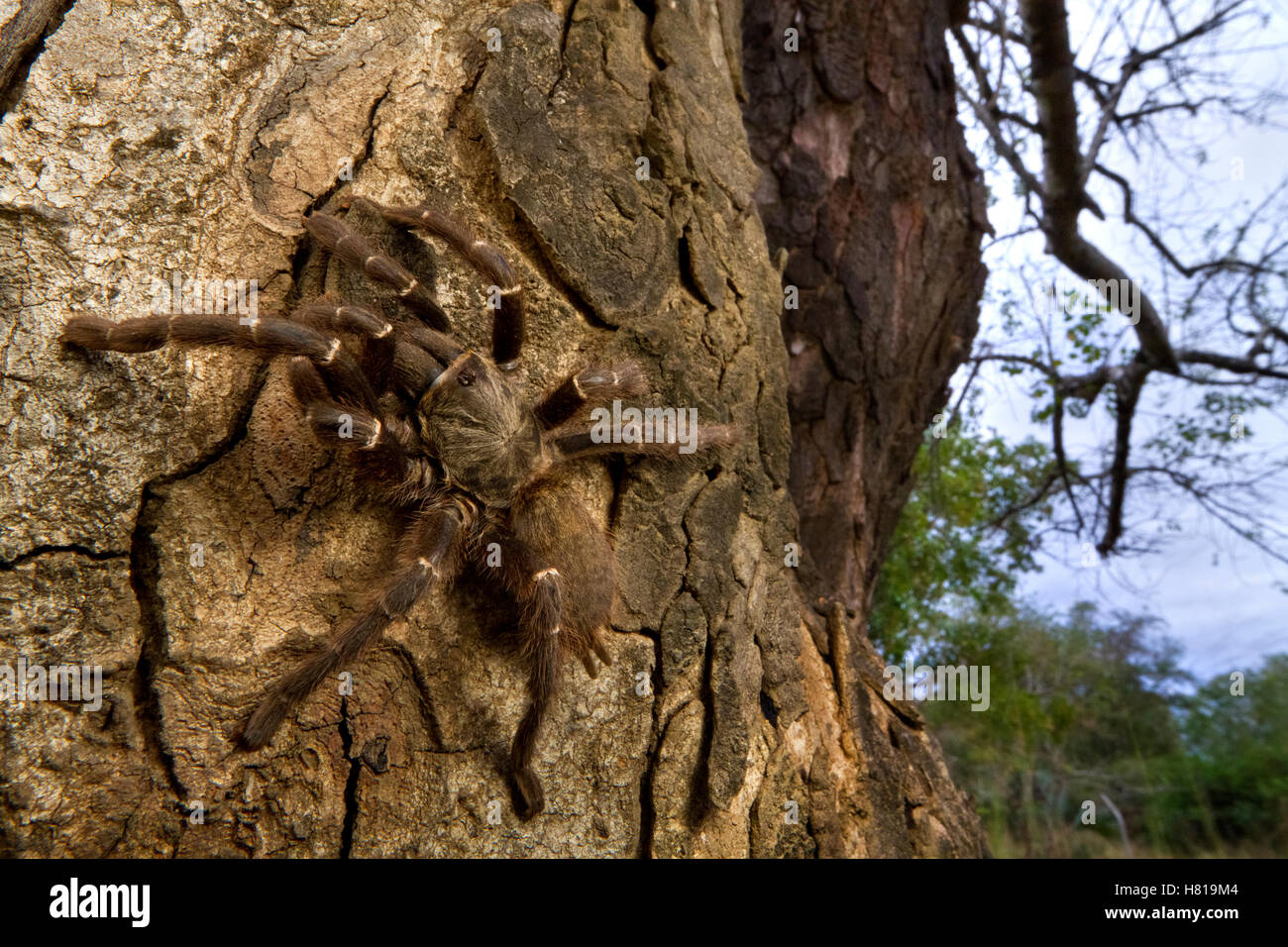 Tarantula Infested Tree Tarantula (Theraphosidae)aka Baboon Spider on tree, Gorongosa National ...