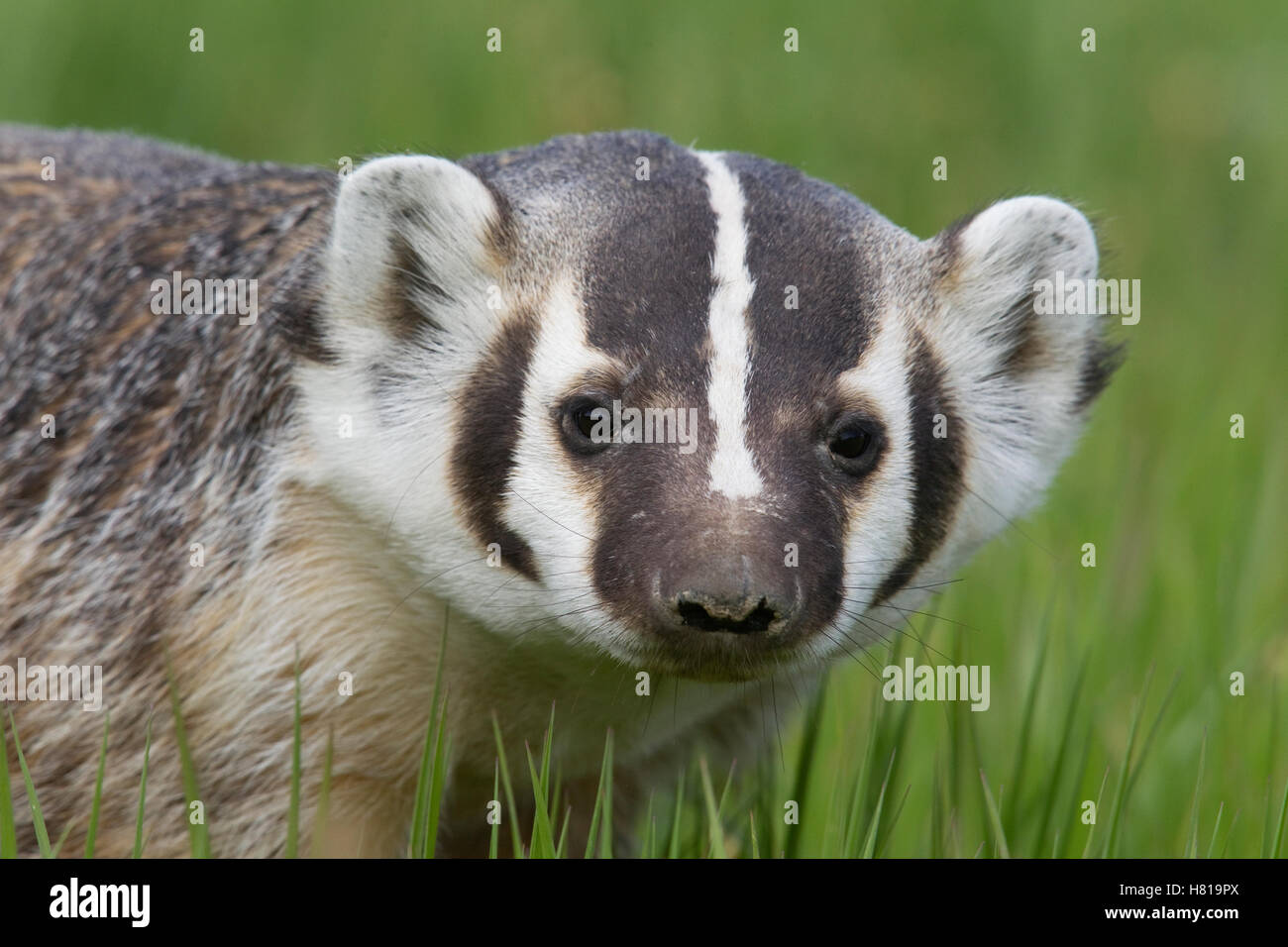 American Badger (Taxidea taxus) female, National Bison Range, Moise ...