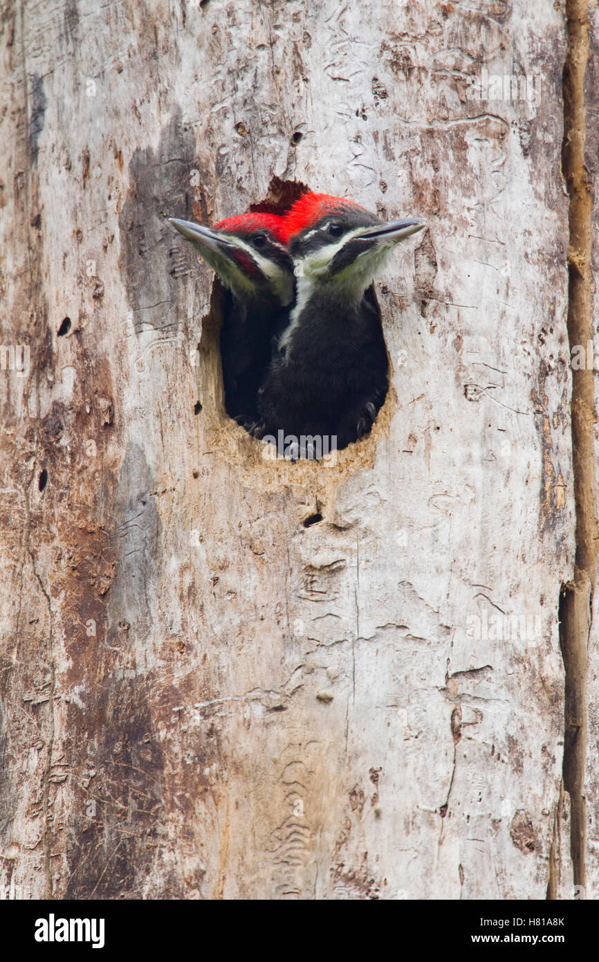 pileated-woodpecker-dryocopus-pileatus-chicks-in-nest-cavity-troy