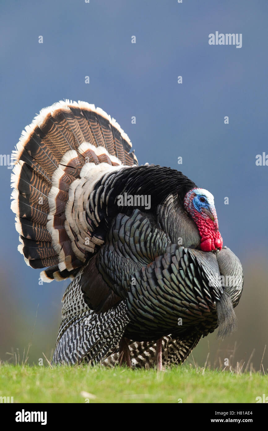 Wild Turkey (Meleagris gallopavo) male displaying, Troy, Montana Stock