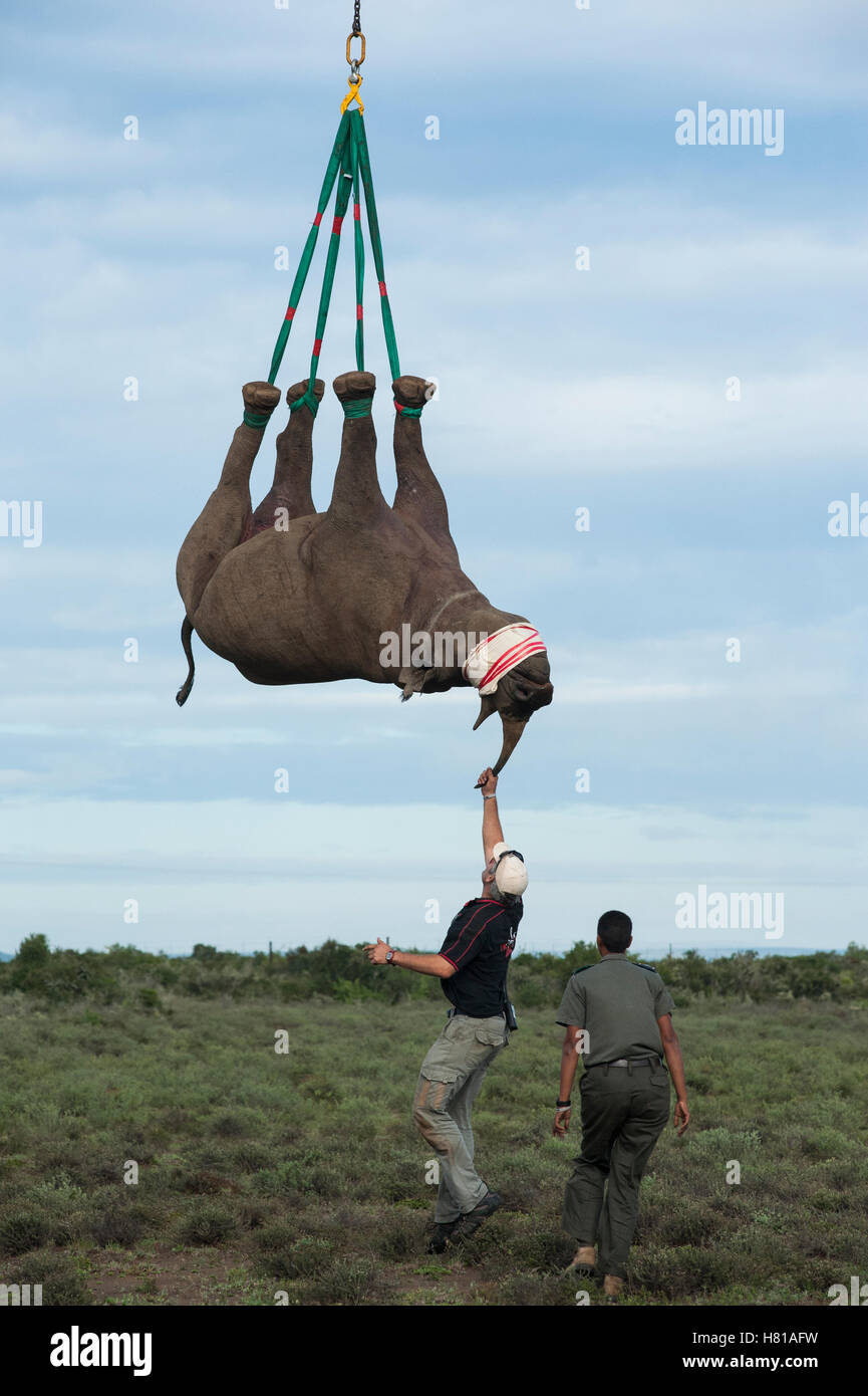 Black Rhinoceros (Diceros bicornis) slung from Super Huey Bell ...
