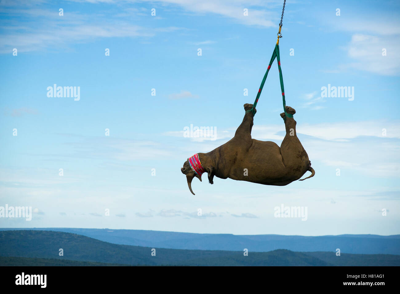 Black Rhinoceros (Diceros bicornis) slung from Super Huey Bell ...