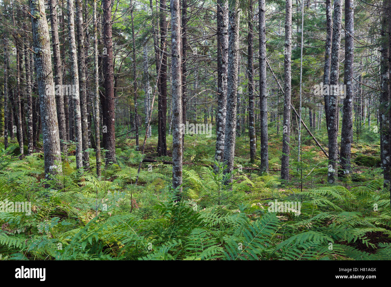 Cinnamon Fern (Osmunda cinnamomea) group in forest, Nova Scotia, Canada
