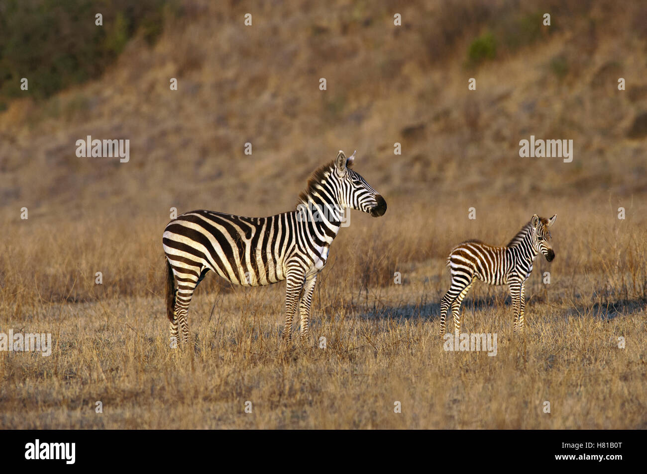 Burchell's Zebra (Equus burchellii) mother and fawn, Ngorongoro