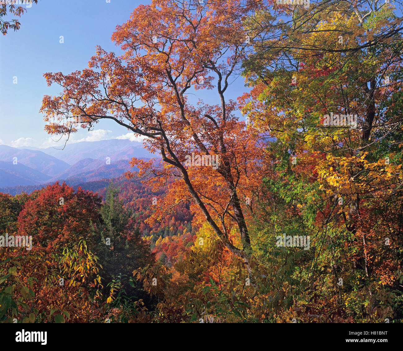 Deciduous forest in autumn, Blue Ridge Parkway, Great Smoky Mountains