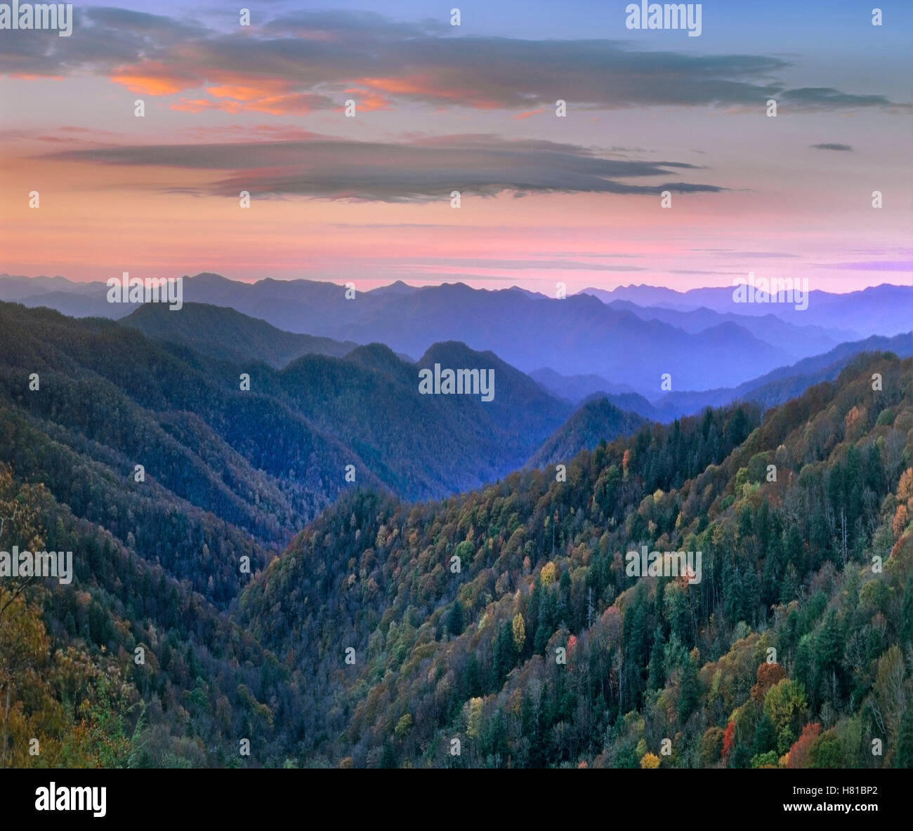 Deciduous forest covering mountains, Newfound Gap, Great Smoky