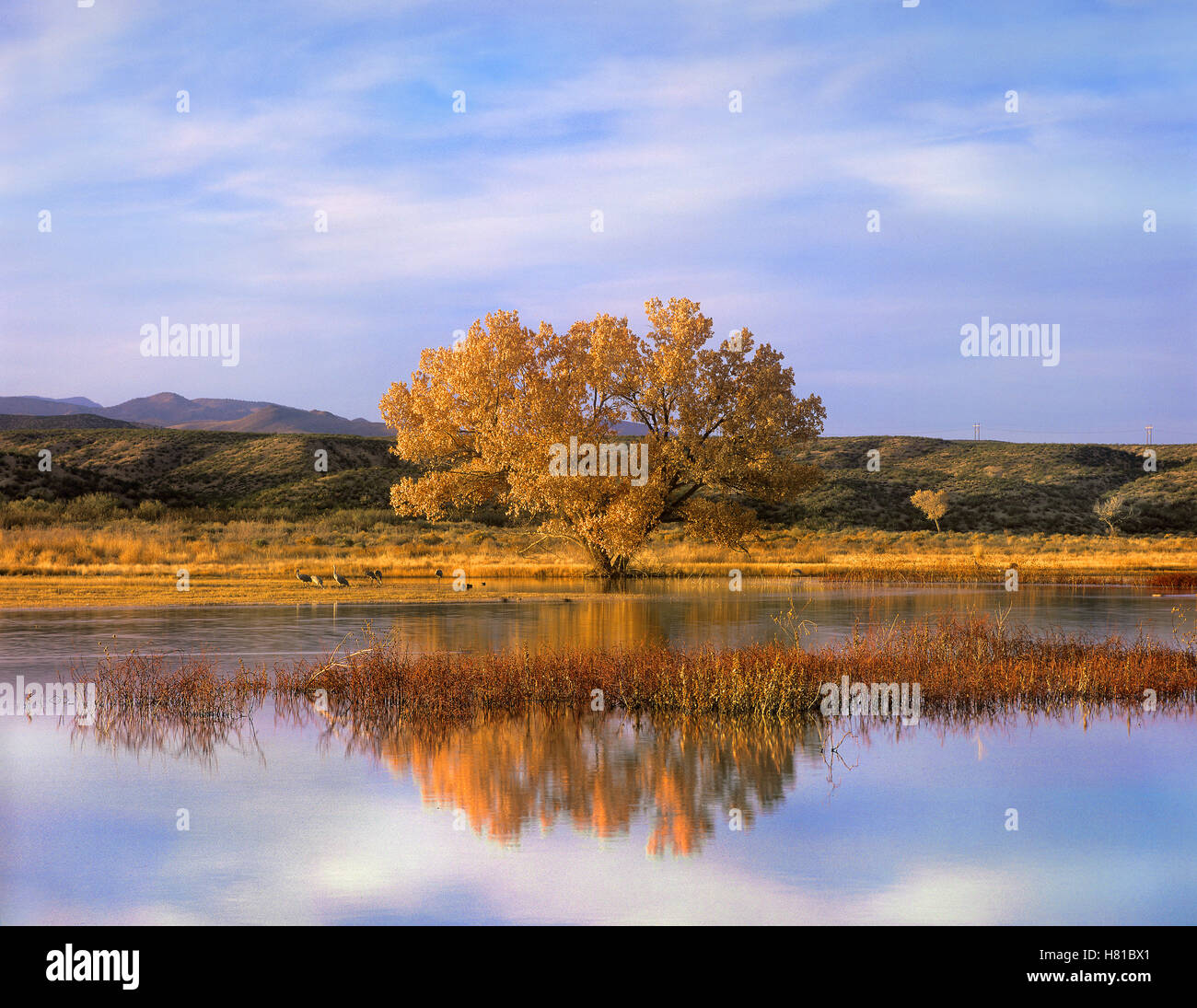 Cottonwood Tree and Sandhill Crane (Grus canadensis) flock in pond