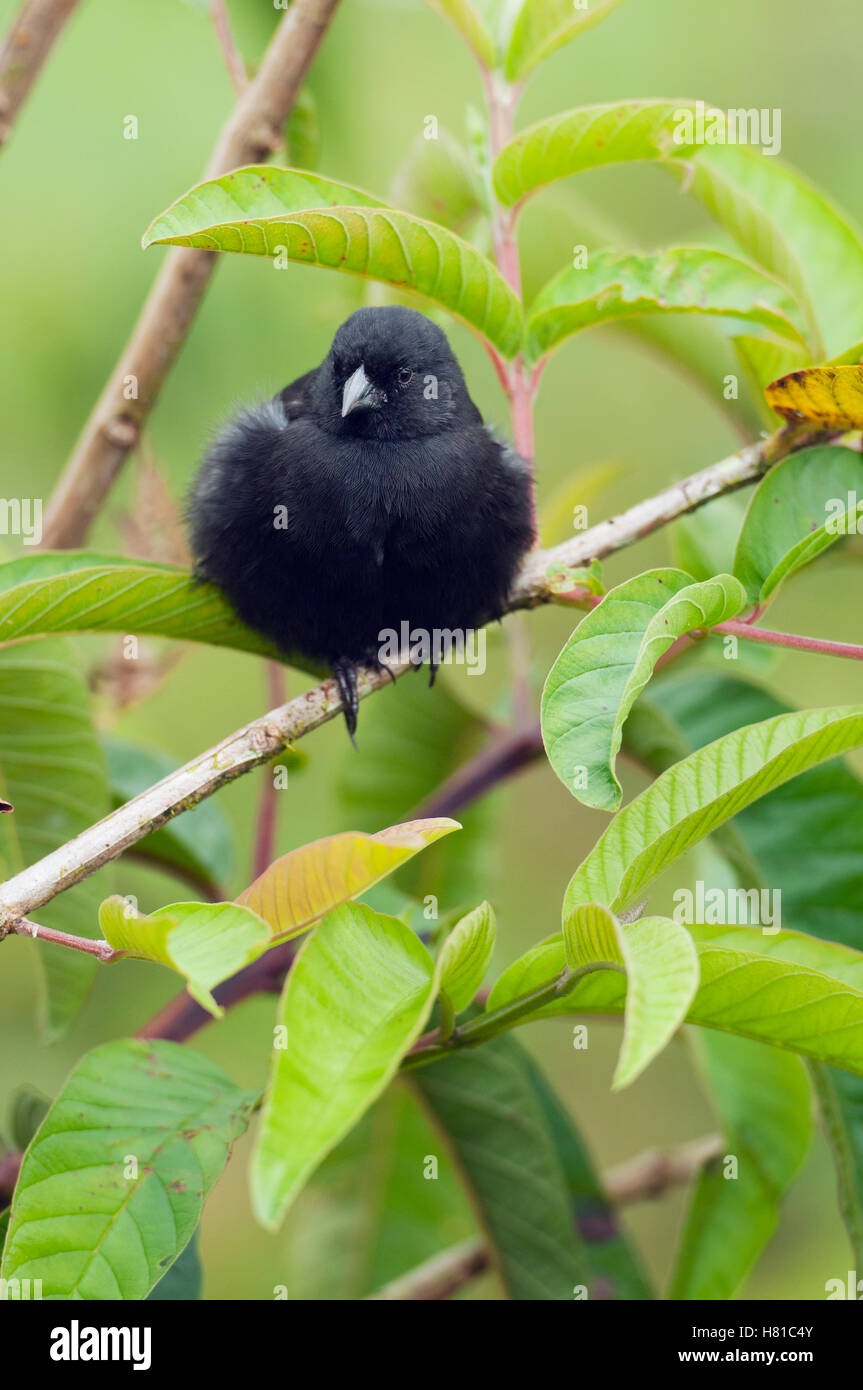 Small GroundFinch (Geospiza fuliginosa) male, Santa Cruz Island