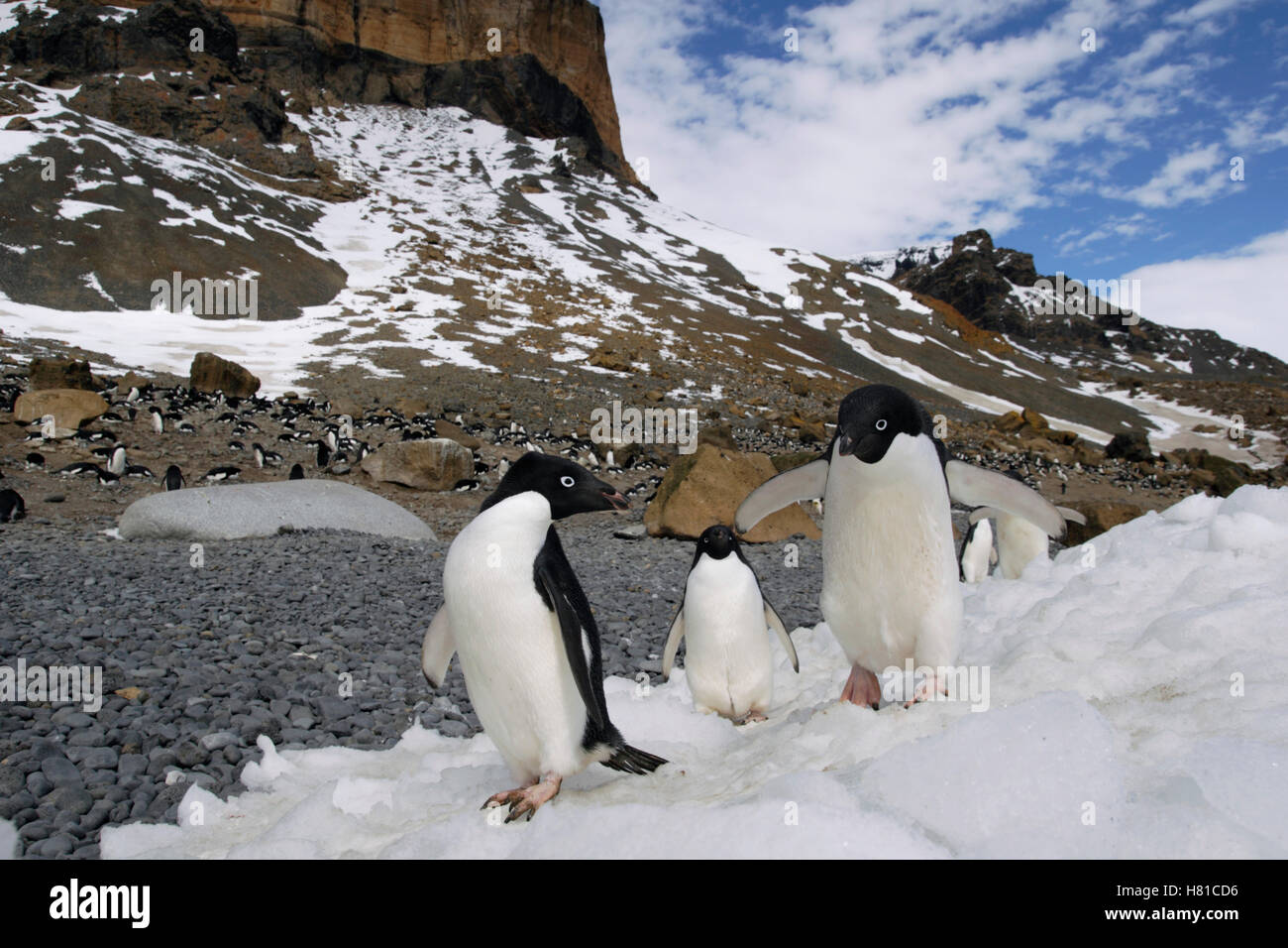 Adelie Penguin (Pygoscelis adeliae) nesting colony, Brown Bluff ...