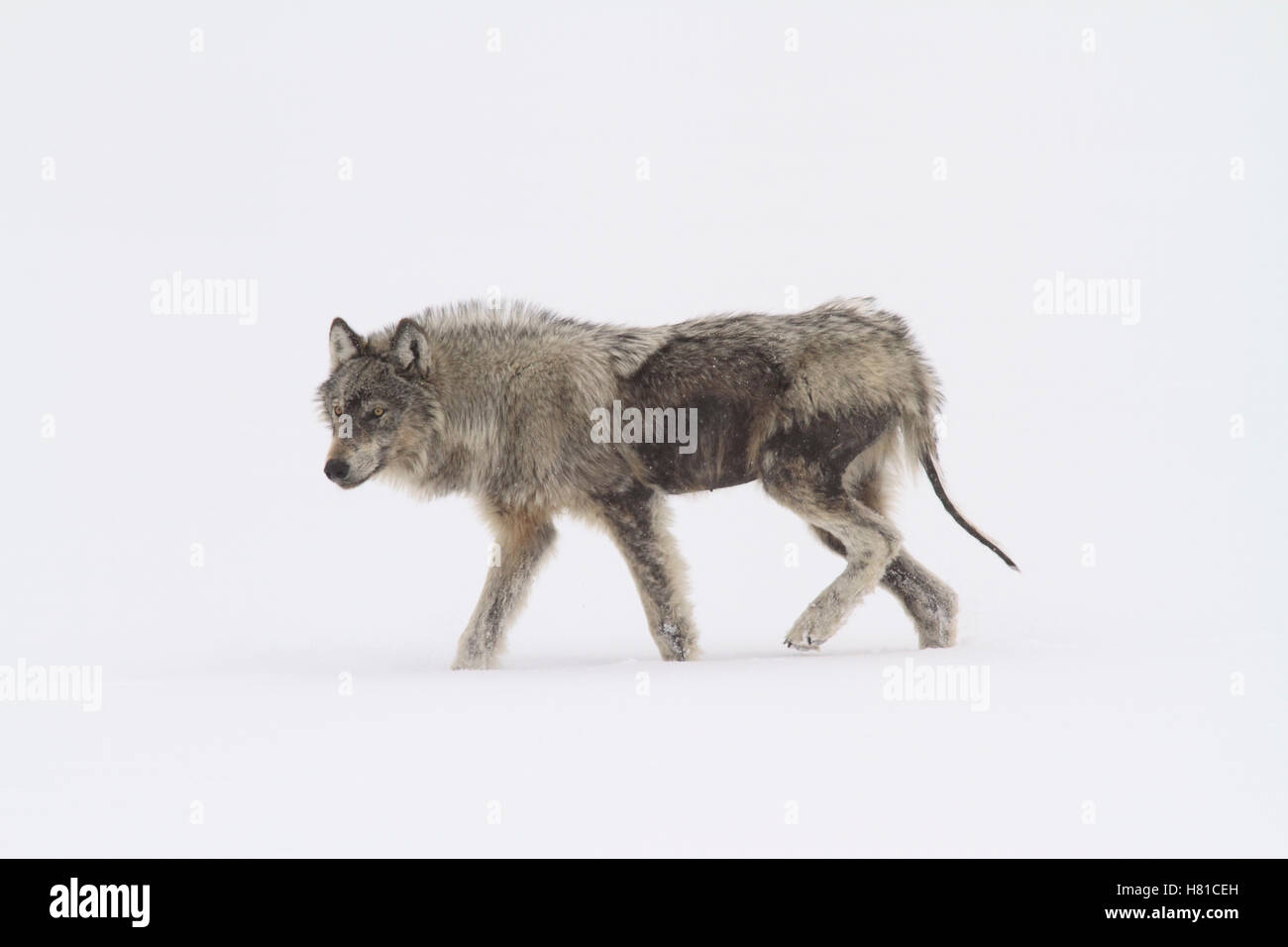 Gray Wolf (Canis lupus) diseased with scabies, Yellowstone National ...