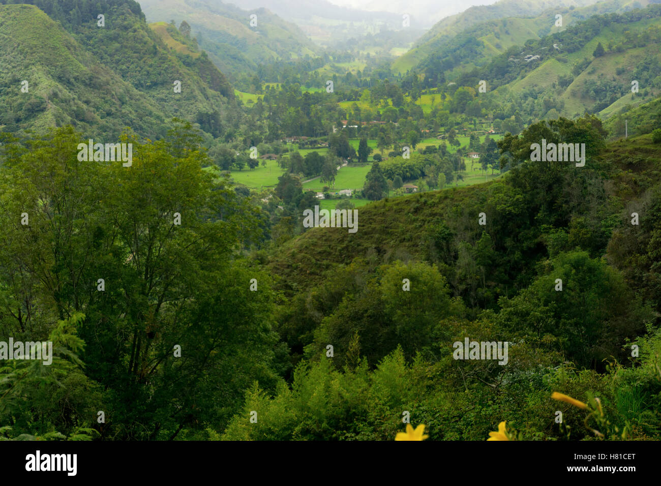 Vibrant green landscape in the Quindio department near Salento, Colombia Stock Photo
