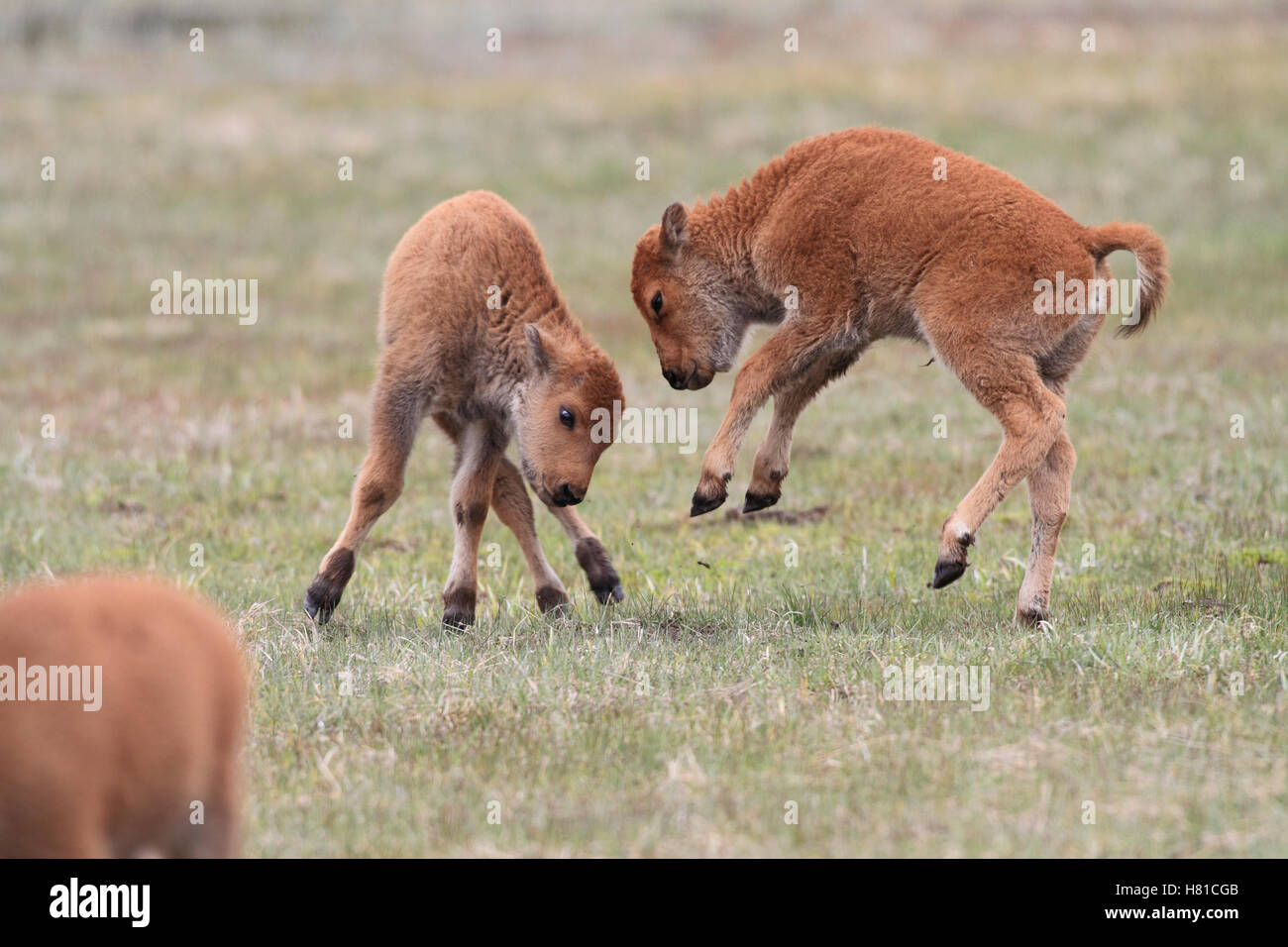 American Bison (Bison bison) calves playing, Yellowstone National Park ...