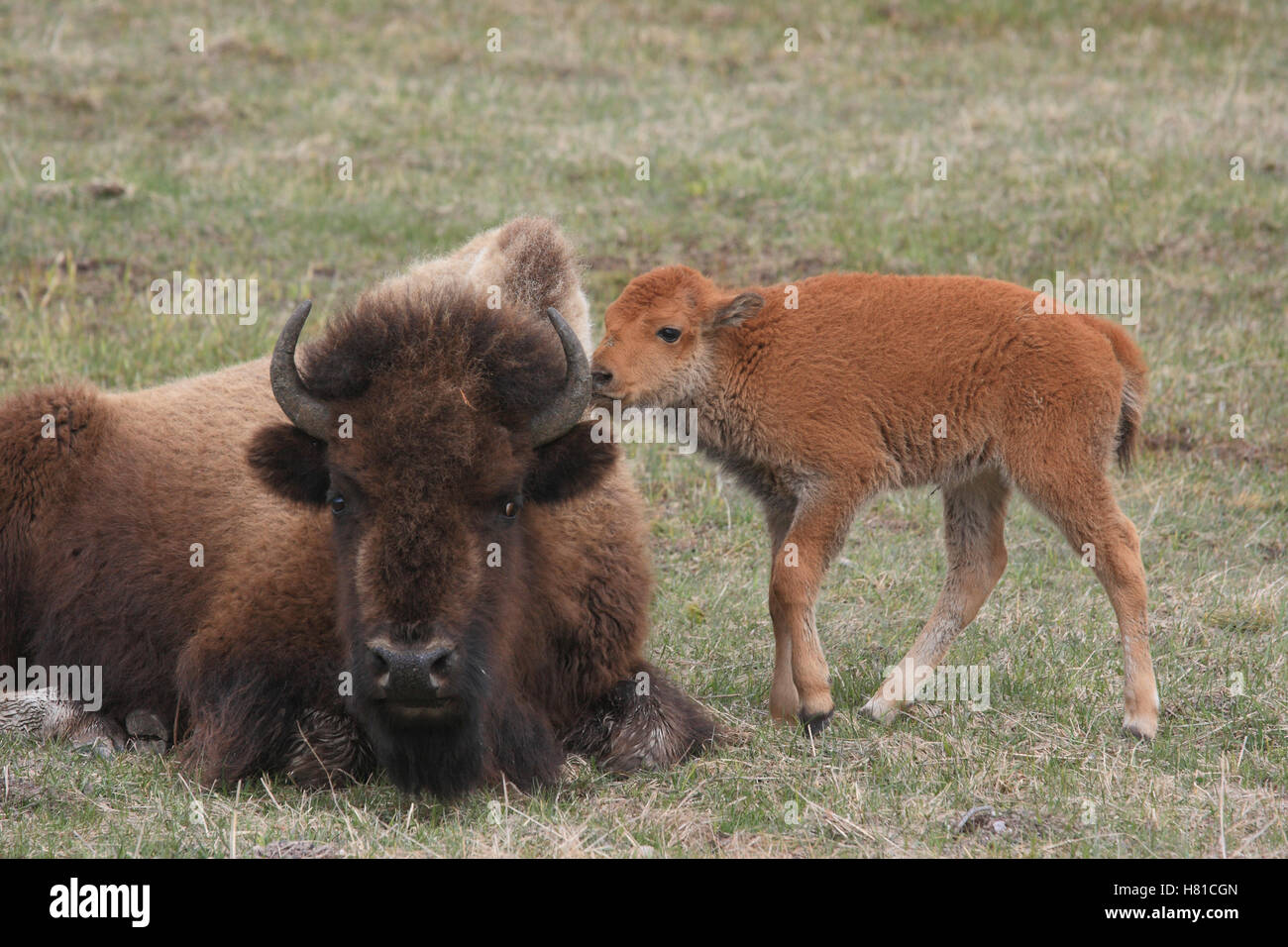 American Bison (Bison bison) calf nuzzling mother, Yellowstone National