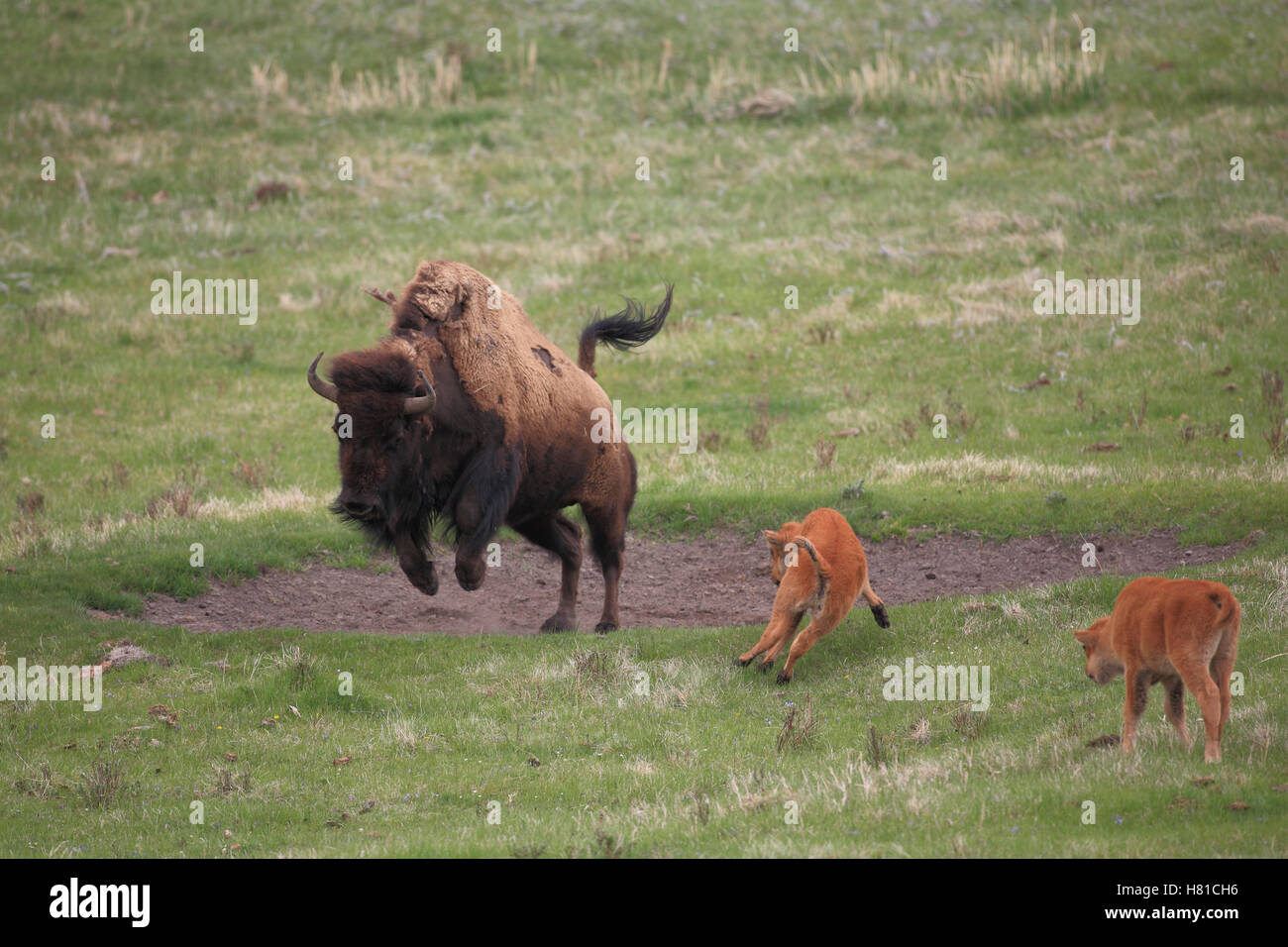 American Bison (Bison bison) female and calves playing, Yellowstone ...