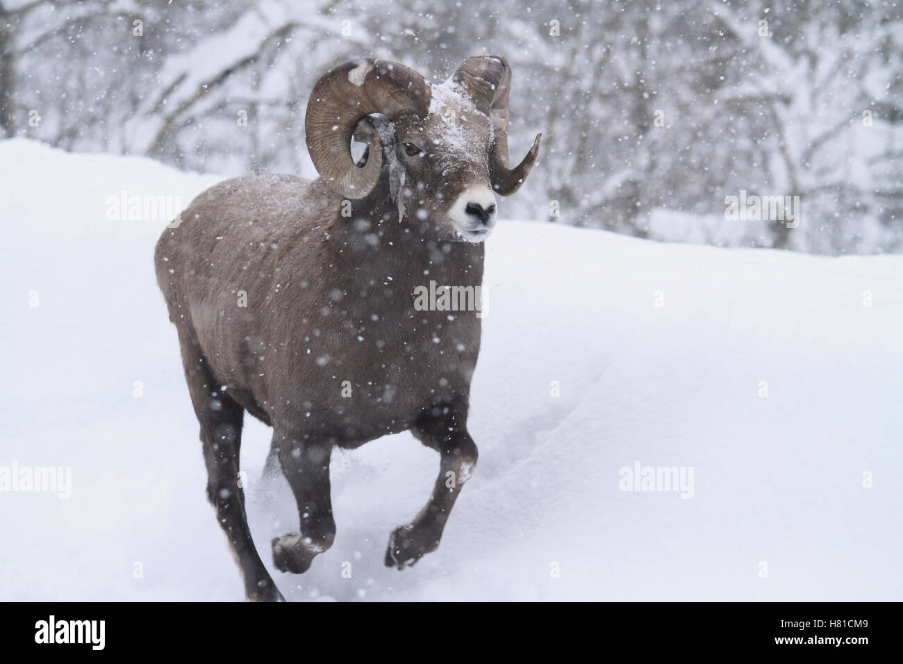 Bighorn Sheep Ovis Canadensis Ram Running Through Snow Glacier