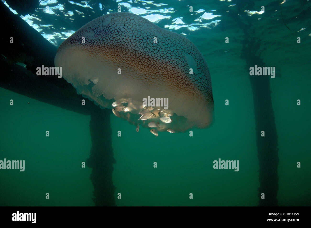 Juvenile fish find shelter within stinging tentacles of jellyfish, South Australia, Australia