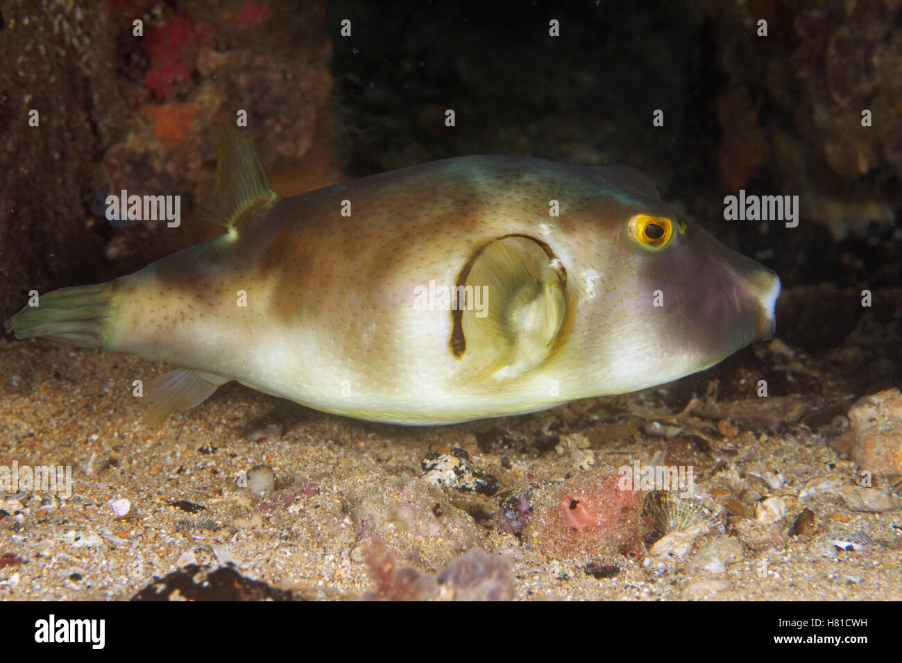 Ringed Toadfish (Tetraodon armilla), South Australia, Australia Stock Photo