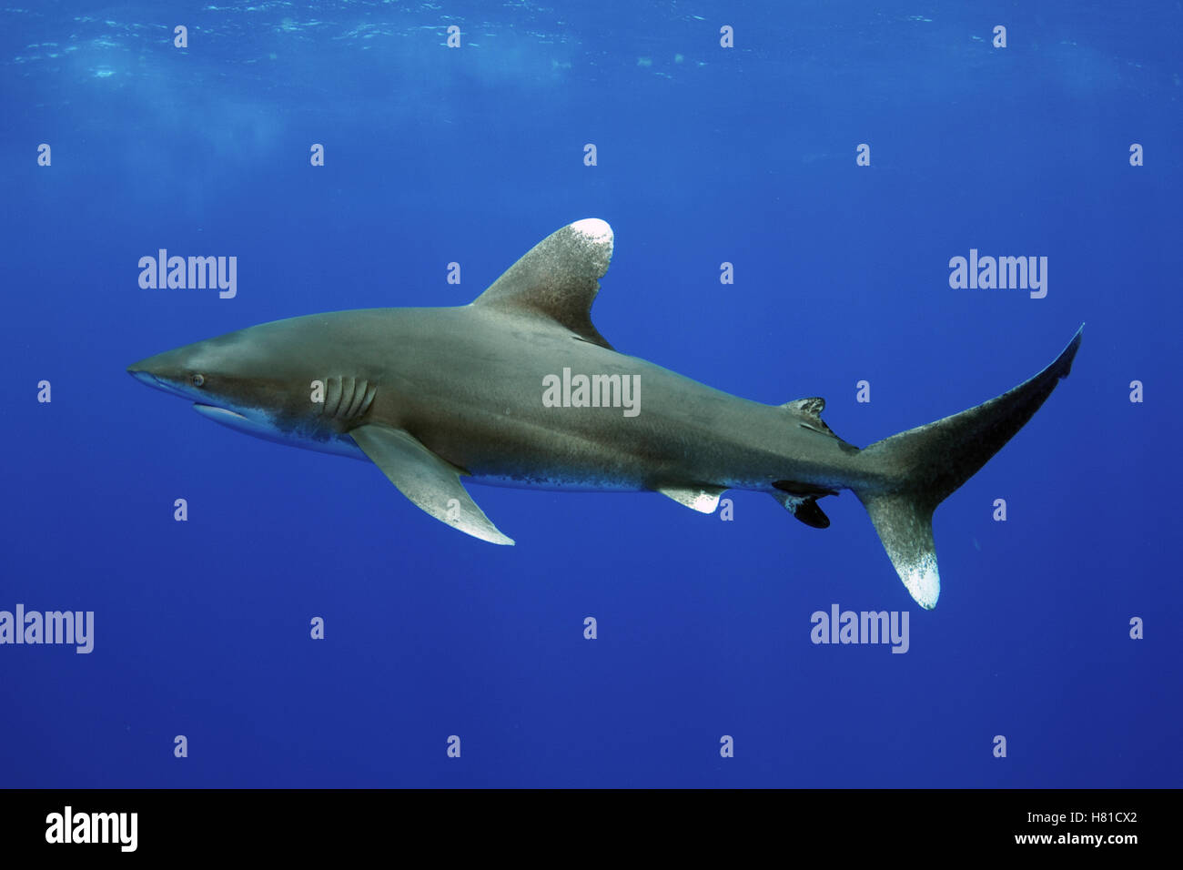Oceanic White-tip Shark (Carcharhinus longimanus), Bahamas, Caribbean Stock Photo