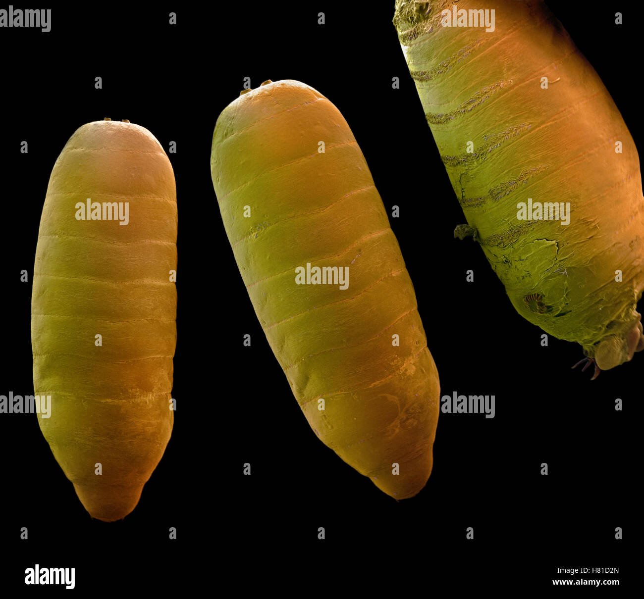 Fruit Fly (Drosophila sp) pupae Stock Photo Alamy