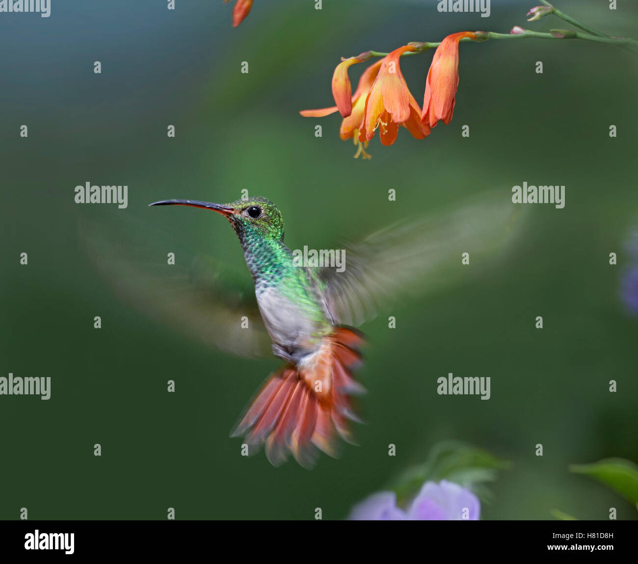 Rufous-tailed Hummingbird (Amazilia tzacatl) flying, Costa Rica Stock ...