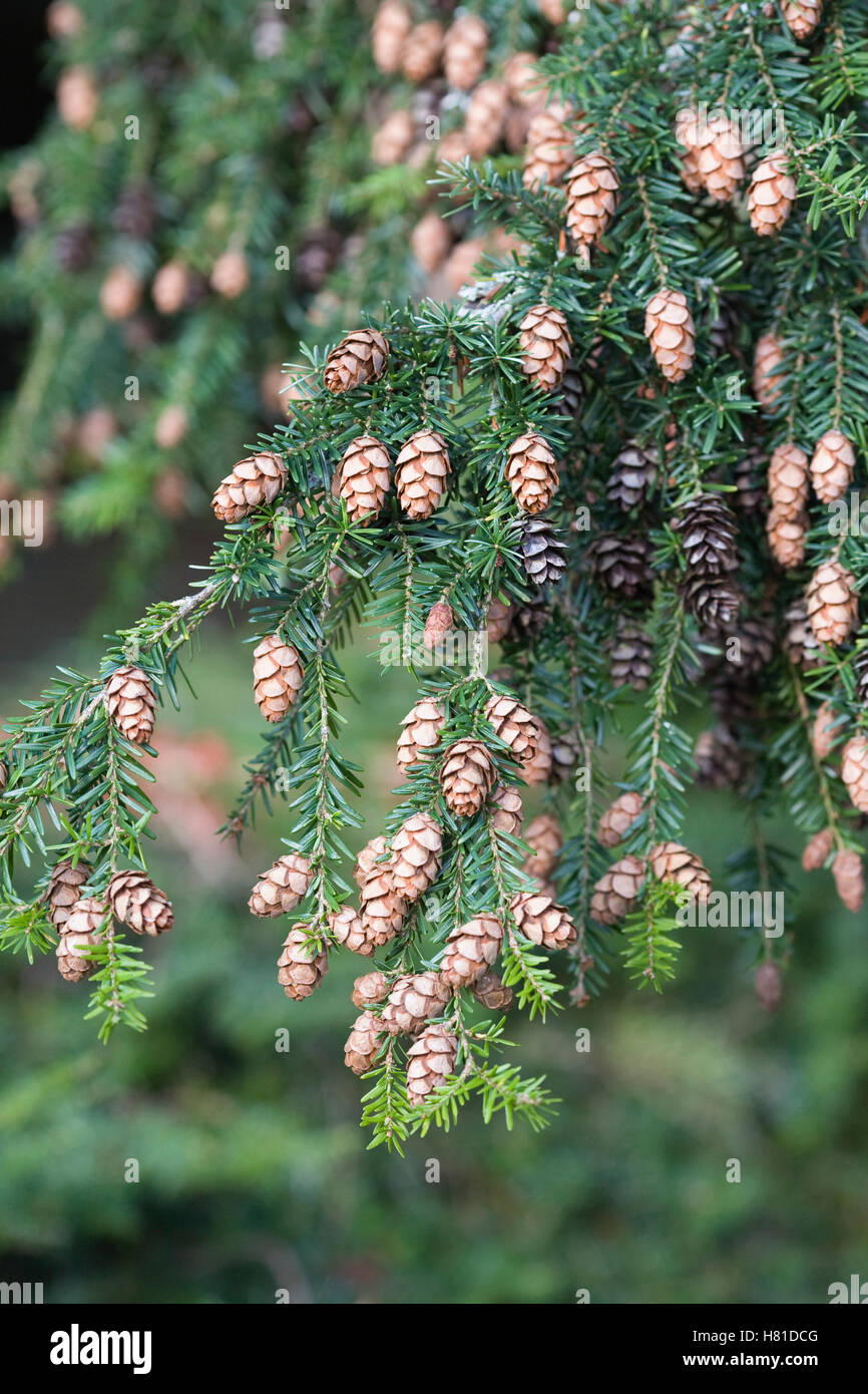 Tsuga heterophylla. Western Hemlock cones. Stock Photo