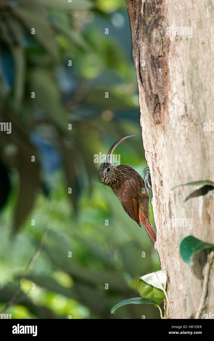 Brown-billed Scythebill (Campylorhamphus pusillus) hummingbird, on tree ...