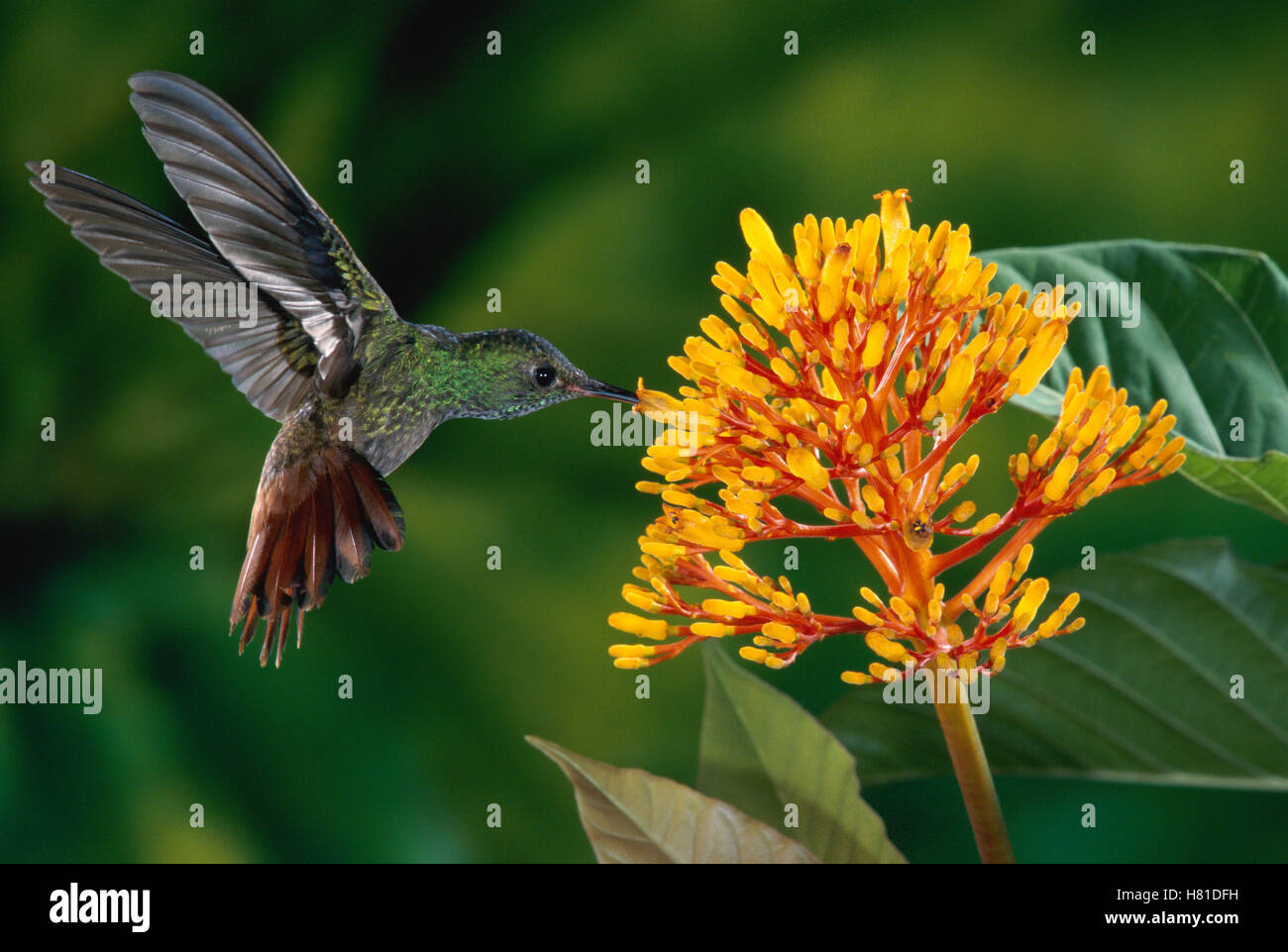 Rufous-tailed Hummingbird (Amazilia tzacatl) male feeding on yellow ...