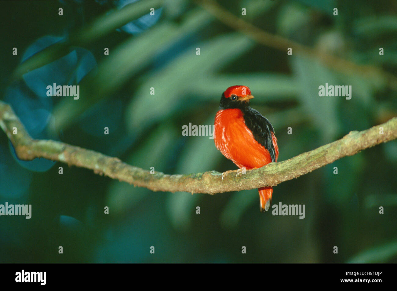 Red Ruffed Cotinga Black-necked Red Cotinga (Phoenicircus nigricollis) male on display ...
