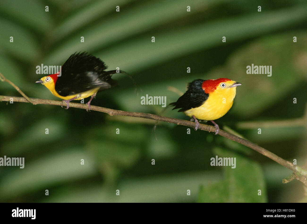 Wiretailed Manikin (Pipra filicauda) males in display perch, Amazon