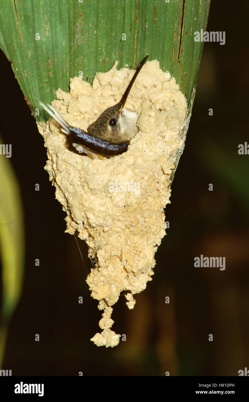 Straightbilled Hermit (Phaethornis bourcieri) hummingbird nest, Amazon
