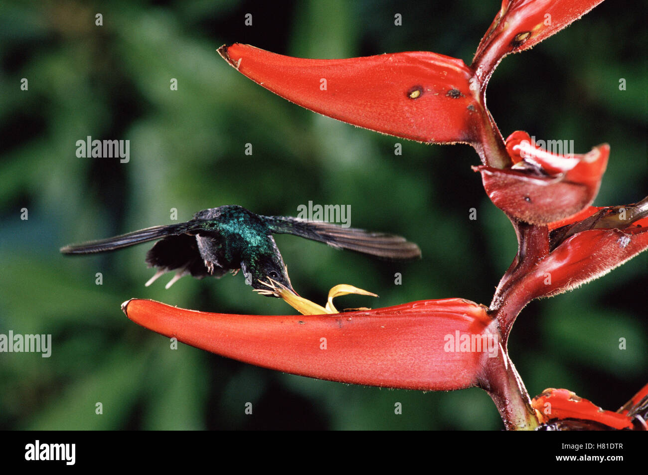 Green Hermit (Phaethornis guy) hummingbird feeding and pollinating Heliconia (Heliconia tortuosa