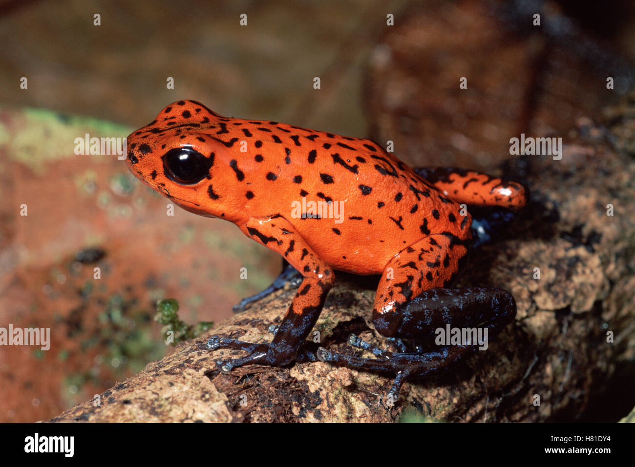 Strawberry Poison Dart Frog (Oophaga pumilio) in warning colors