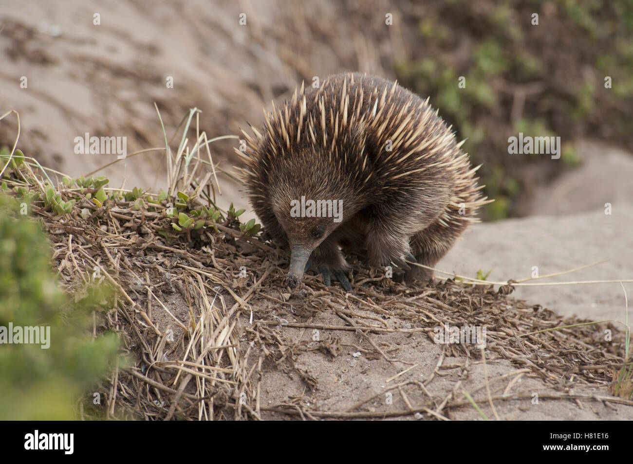 Shortbeaked Echidna (Tachyglossus aculeatus) foraging on sand dunes
